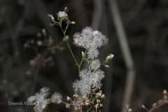 Vernonia cinerea